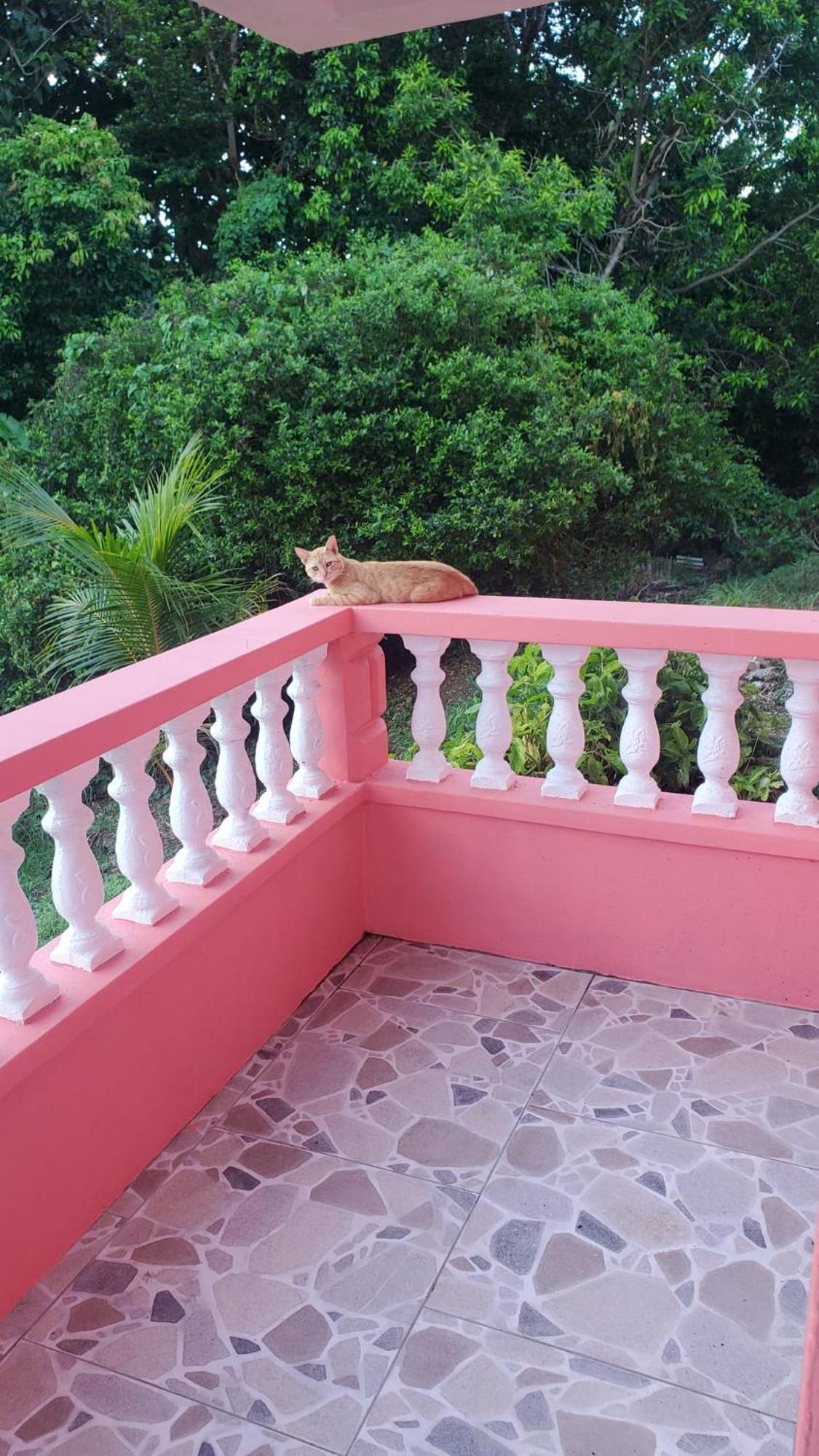 Marigot Natrue'S Haven B&B 외부 사진